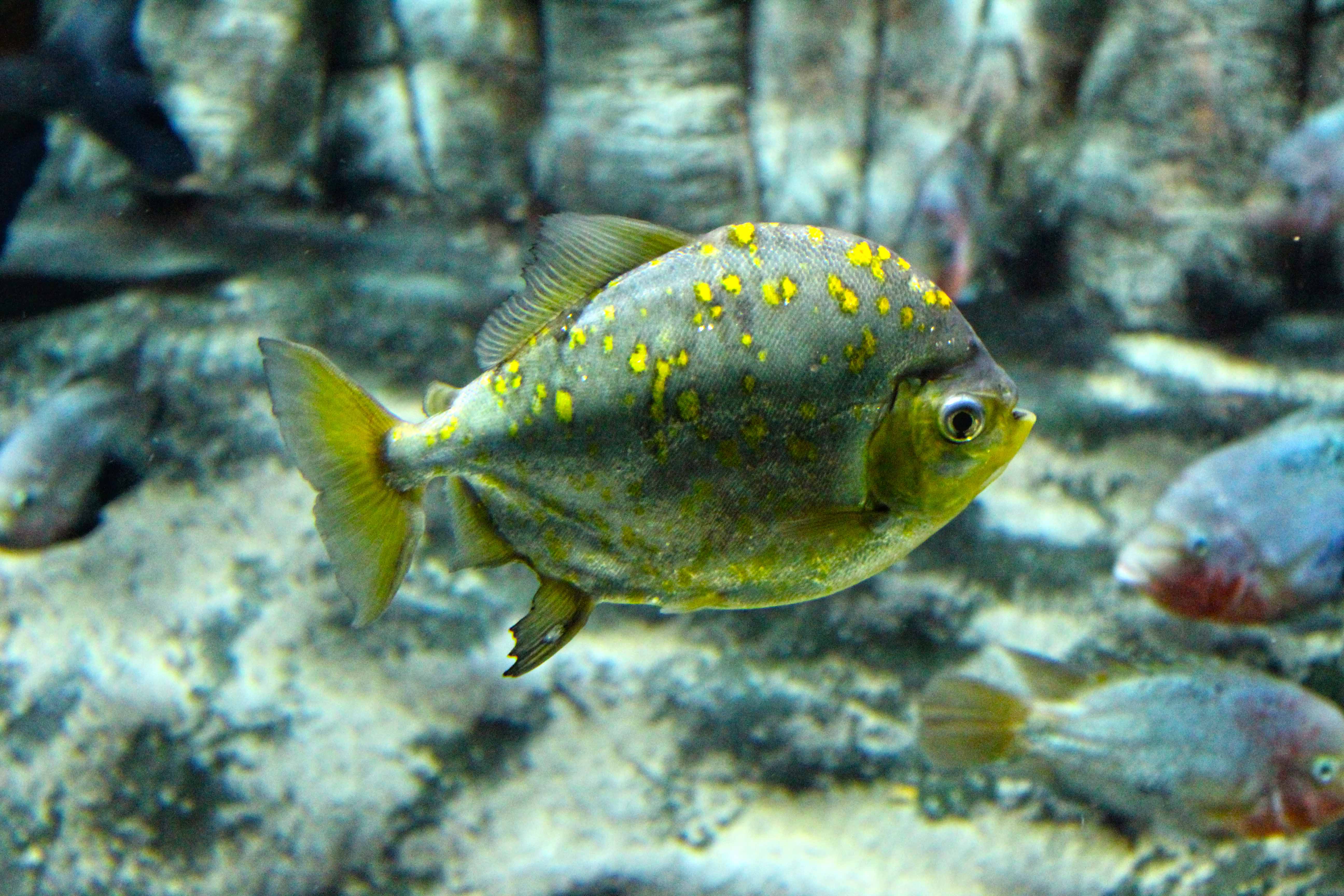 359_alta_Aquarium Metynnis Argenteus.JPG